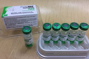 Вакцинация препаратом Пуревакс FeLV